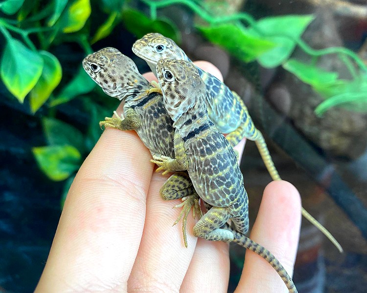 Blue Eastern Collared Lizard - Juvenile